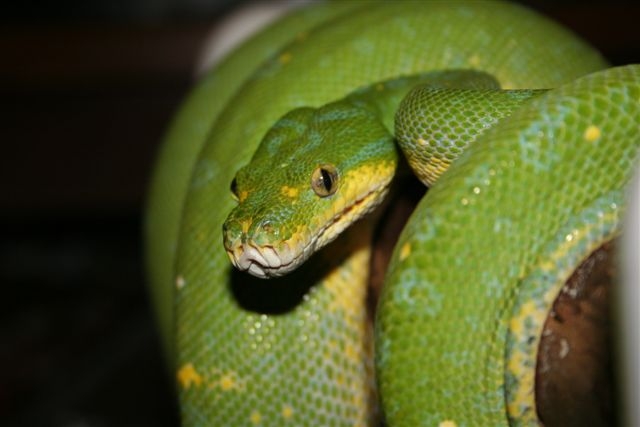 my green tree python